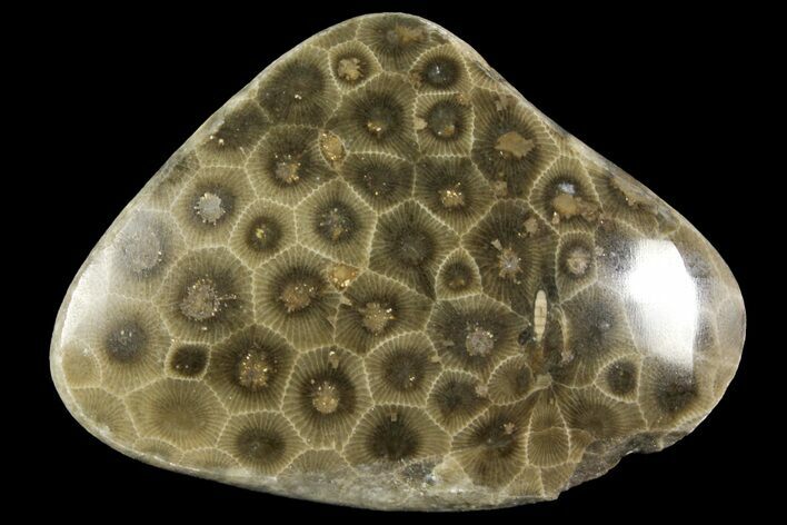 Polished Petoskey Stone (Fossil Coral) - Michigan #156143